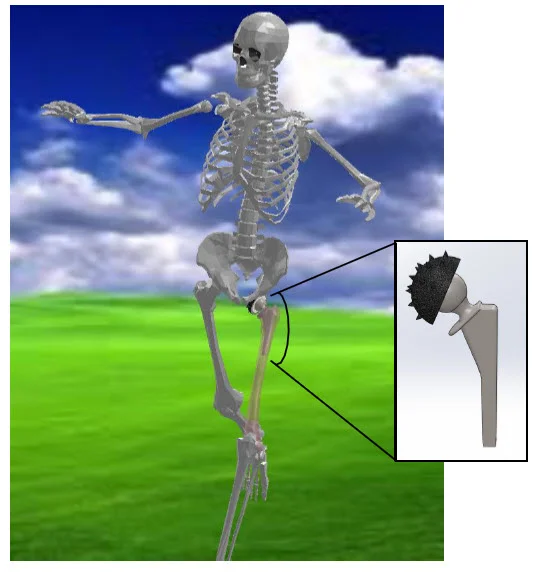 SolidWorks Model of a Human Skeleton on My Kitchen Table