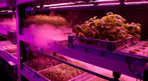 LettUs Grow: Sustainably Feeding the Next Generation